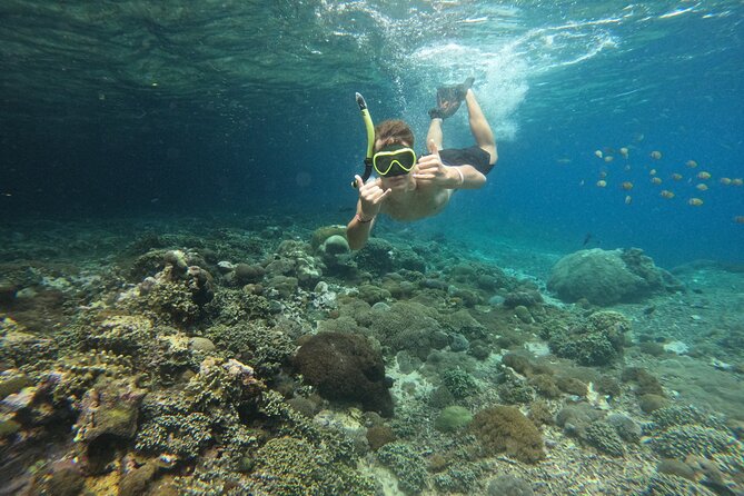 Lovina Dolphin Watching, Swimming, and Snorkeling Experience - Lake Bratan temple or skip it: how to choose your add-on