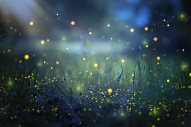 Magical Village Tour & Private Dinner with Fireflies in Bali - Key things to know before you go