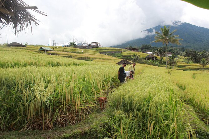 Munduk Private Customized Highlights Tour - Quick Take: Why This North Bali Route Works