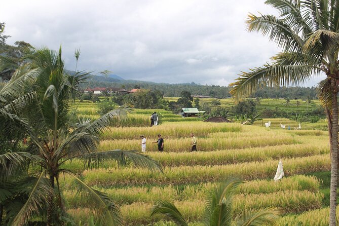 Munduk Private Customized Highlights Tour - Stop-by-Stop: Waterfalls and Temples Across North Bali