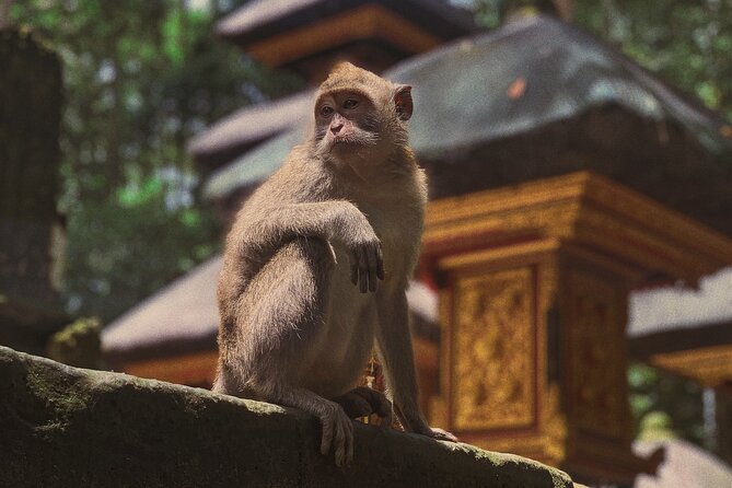 Munduk: Tamblingan jungle trek, waterfall, Ulun Danu temple - Tamblingan Lake trek: mossy jungle walking with real atmosphere