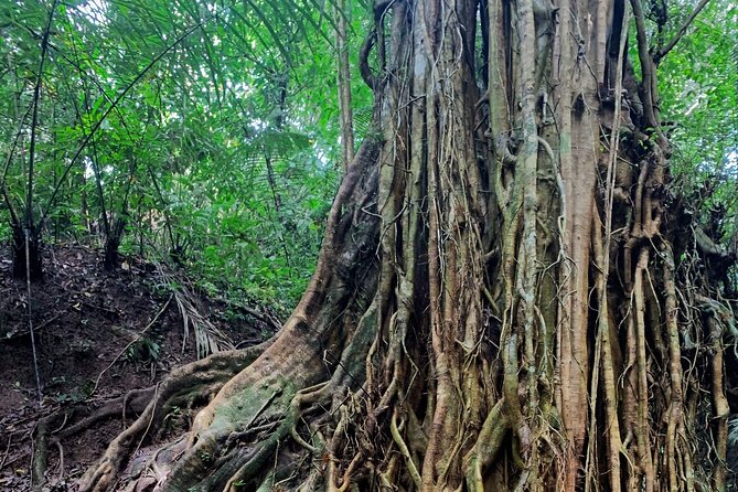 Munduk: Tamblingan jungle trek, waterfall, Ulun Danu temple - Banyumala Twin Waterfalls hike: jungle path to that wet, satisfying payoff