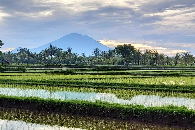 North Bali Private Tour - All Inclusive - Jatiluwih Green Land (UNESCO): Where You Actually Get Space to Breathe