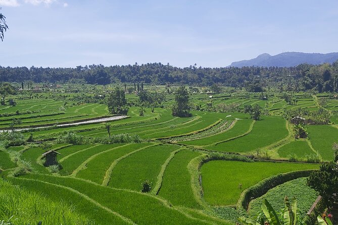 North Bali Private Tour - All Inclusive - Handara Iconic Gate and Twin Lakes View: Quick Hits That Feel Like Real Stops