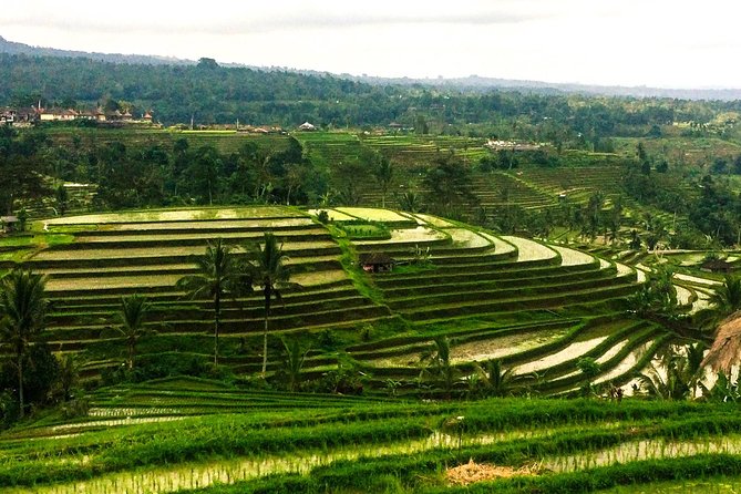 Nungnung Waterfall,Jatiluwih Heritage UNESCO and Bedugul Tour - A Private Bali Circuit That Feels Like Your Day, Not a Checklist
