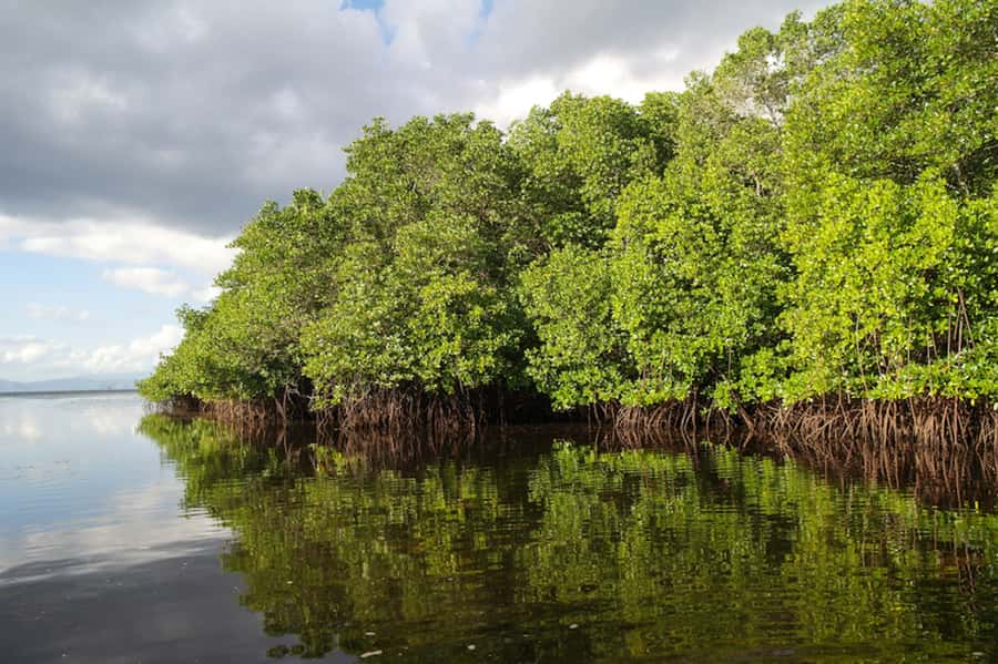 Nusa Lembongan Island: Snorkeling & Mangrove Forest Day Tour - Key highlights to know before you go