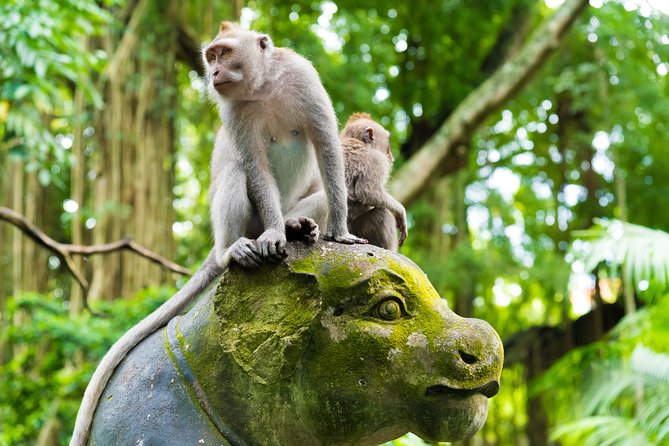 Pick 5 Destinations: Customized Ubud Tour - Price and Value: What $34.62 Covers (and What It Doesn’t)
