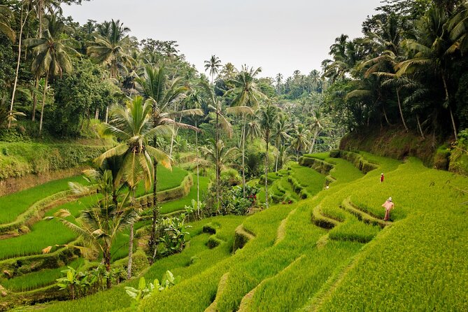 Private Bali Tour: Kintamani Volcano and Besakih Temple - Stop 3: Tegalalang Rice Terrace, a photo stop with real Bali farming behind it
