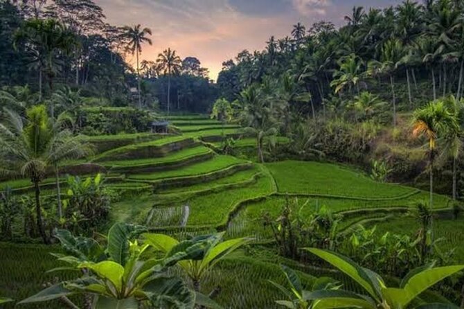 Private Day Tour To Waterfalls And Ubud Sightseeing - Lunch and coffee/tea tasting: how to plan your own spending