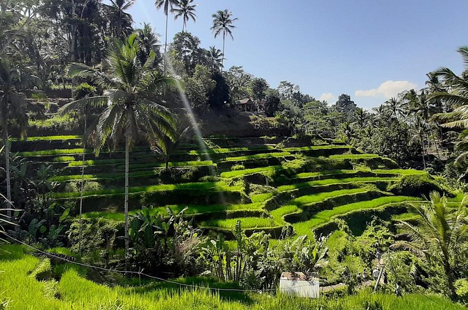 Private Driver in Bali with English Speaking - Tirta Empul Temple: The Holy Spring Purification Ceremony