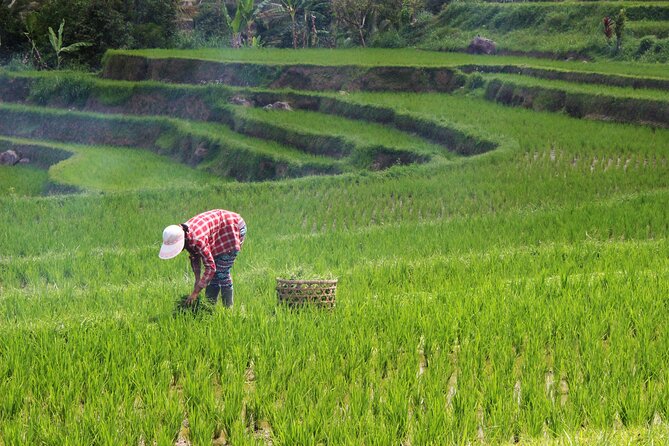 Private Full-Day Handara, Ulun Danu, Jatiluwih and Tanah Lot Tour - Timing: a long day, but not a chaotic one