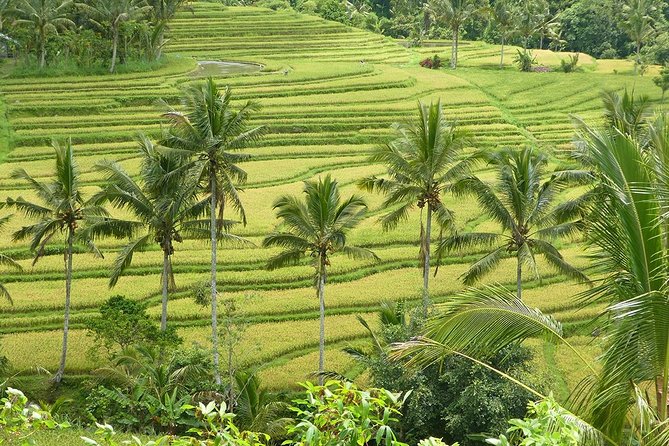 Private Full-Day Tour of West Bali with Hotel Pick Up - West Bali From Ubud: the route that keeps the day moving