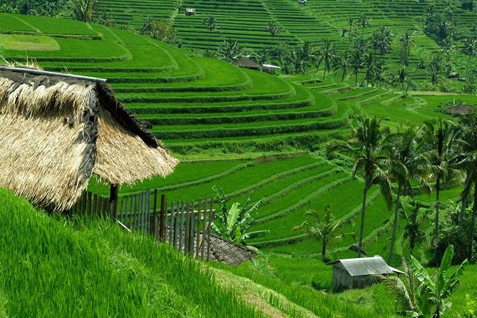 Private Jatiluwih Rice Terraces Heritage Site and Culture Tour - How this 9-hour Jatiluwih heritage tour works from Ubud