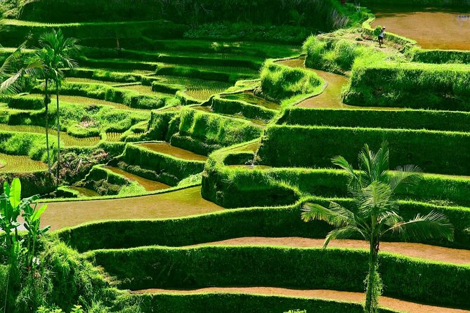 Private Shore Excursion: Customized Best of Bali Tour - Sacred Monkey Forest Sanctuary: 700 long-tailed macaques