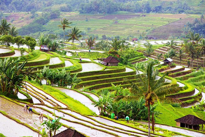 Private Shore Excursion: Customized Best of Bali Tour - Ubud center pace: art market and Ubud Palace