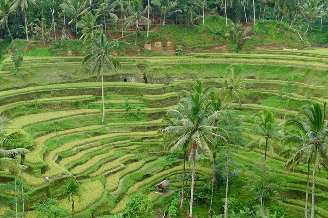 Private Shore Excursion: Highlights of Bali - Penglipuran Village: Culture First, With Less Waiting