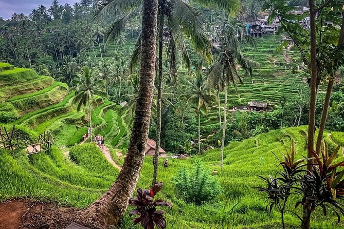 Private Tour: Best of Bali - All Inclusive Tickets - How the Included Tickets Keep Your Time for Real Looking