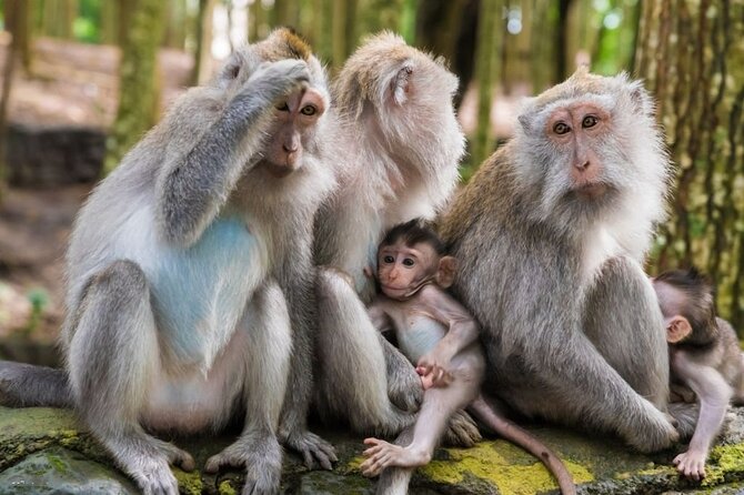 Private Ubud Tour: Monkey Forest, Waterfall & Rice Terrace - Who should book this private Ubud day