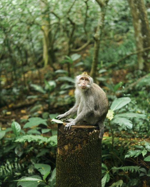 Private ubud tour Rice teracce, temple & Secret waterfall - A Full-Day Ubud Mix: Monkeys, Rice Steps, Temple Water, Waterfall
