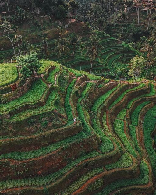 Private ubud tour Rice teracce, temple & Secret waterfall - Tegalalang Rice Terraces: Traditional Water Management Behind the Views