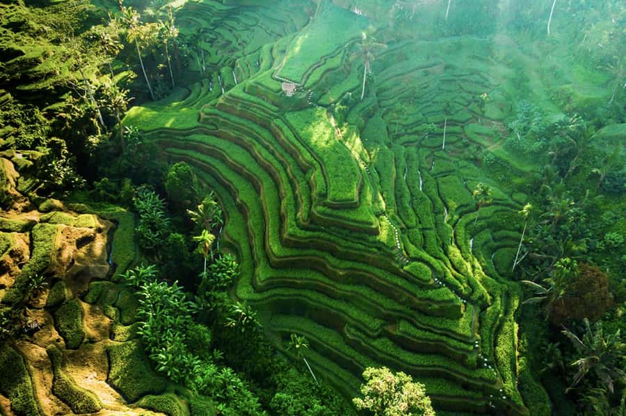 Private Ubud Tour: Sacred Monkeys, Coffee, Temple, Waterfall - Getting value from a $26 private Ubud day