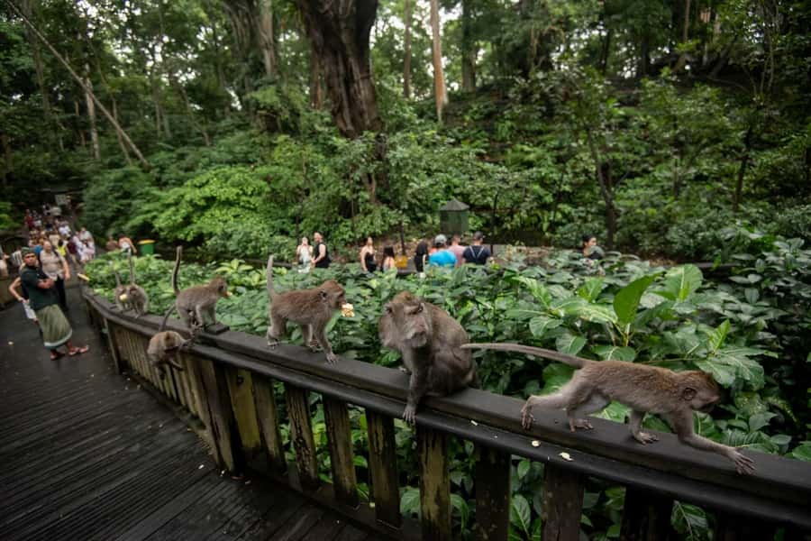 Private Ubud Tour: Sacred Monkeys, Coffee, Temple, Waterfall - Coffee tasting in Ubud: a short start that sets the tone