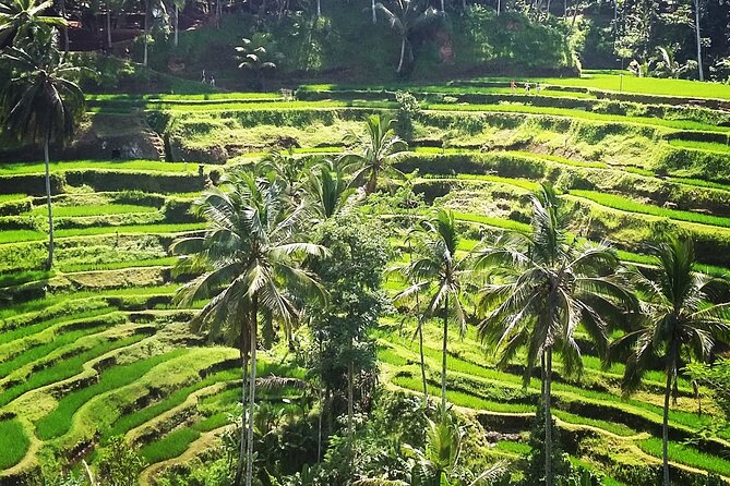 Private ubud tour : Temple Bathing + Mount Batur + Rice Terrace. - Oka Agriculture Bali Coffee and Herbal Teas: A Worthwhile “Fuel Stop”