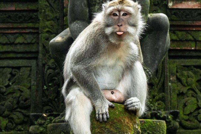 Private Ubud Tour with Swing - Price and value: what $77 covers, and what you should budget
