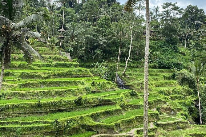 Sacred Spring Experience - Ubud Tour - Tegalalang Rice Terrace: SUBAK Irrigation Views From the Cliff Edge