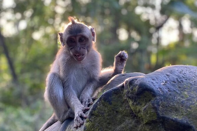 Sacred Spring Experience - Ubud Tour - Cantik Agriculture Coffee and Luwak Tasting: A Short Detour With Real Flavor Questions