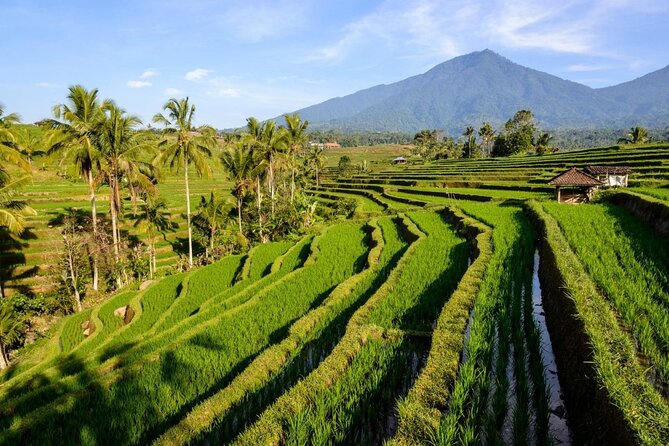 Sangeh Monkey Forest, Jatiluwih & Batukaru Temple Tour - Jatiluwih Green Land: UNESCO rice terraces with time to actually look