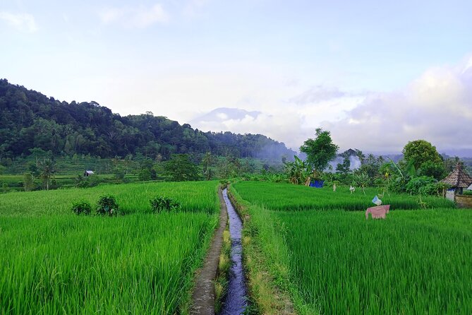 Sidemen Trekking with Cultural Encounters and Nature Views - Lepusa Sidemen Trekking: Where the Rice Fields Feel Real