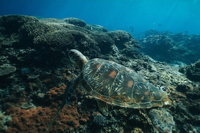 Snorkeling 4 Spots, Manta Rays, Tembeling Pool & Kelingking Beach - Who this tour suits (and who should skip it)