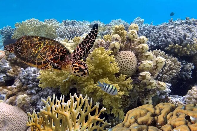 Snorkeling 4 Spots, Manta Rays, Tembeling Pool & Kelingking Beach - Snorkeling Manta Bay, Gamat Bay, and Wall Bay Point: what you’ll see