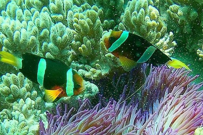 Snorkeling at Blue Lagoon Bali with Lunch and Transport - Transport and timing: the part people forget to budget