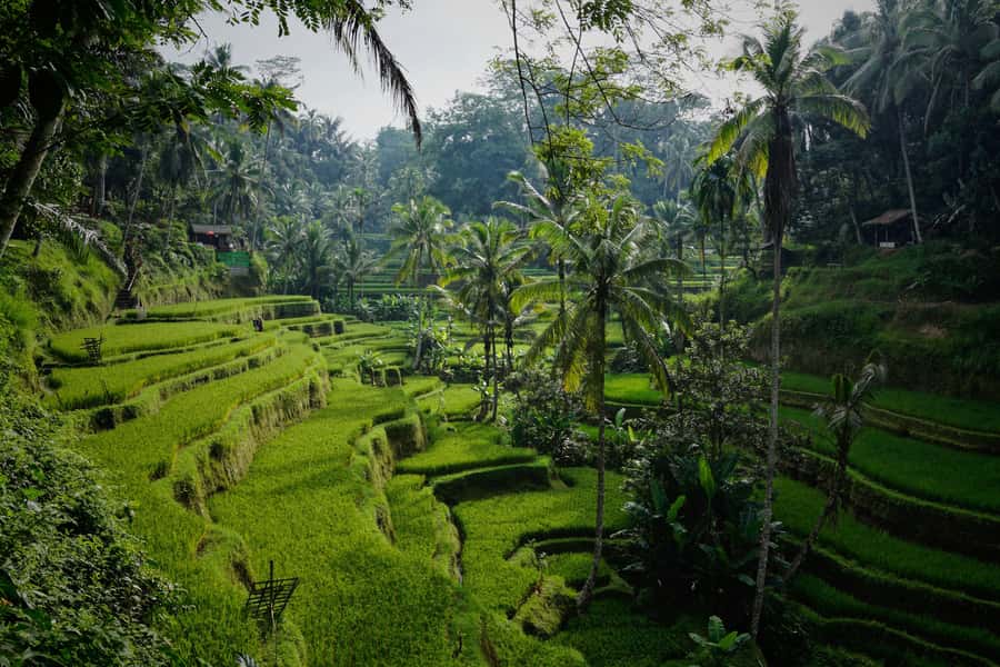 Sunrise Café and Morning Yoga Class - Sunrise Café in Kintamani: Mount Batur and Lake Batur First Thing