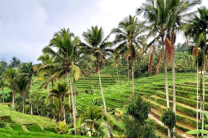 Tanah Lot and North Bali Private Tour - All inclusive - Transport, comfort, and why “private” matters on a long Bali day
