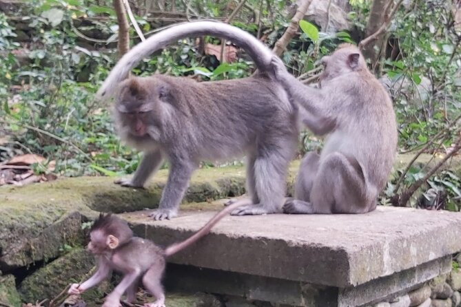 Tanah Lot And Ubud - Full Day Private Tour - Sacred coast temple at Tanah Lot (plus Batu Bolong)