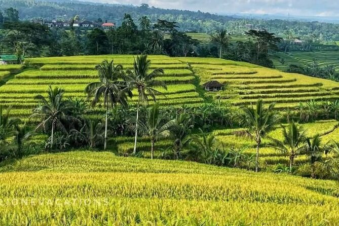 Tanah Lot, Jatiluwih Rice Terrace and Waterfall Day Tour - Jatiluwih Rice Terraces: UNESCO views you can walk through