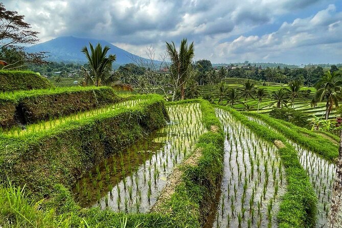 Tanah Lot - Ulun Danu Beratan Temple - Scenic Countryside Tour - The Big Picture: A Private Route That Feels Efficient