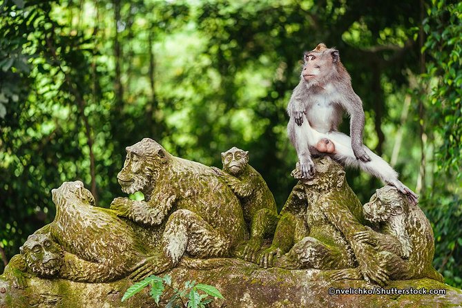 The Best of Ubud Tour and Jungle Swing - Lunch at D’ Alas and Jungle Swing Time at Tegalalang