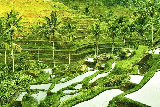 The Popular Of Ubud Private Day Tour - Price and value: what $33.51 buys you (and what it doesn’t)