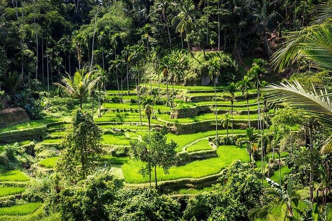 Top Ubud Attractions: Private Full-Day Guided Tour - A Private Ubud Day From 8:00am to Waterfall Time