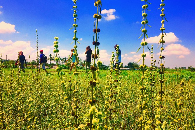 Trekking and Sightseeing tour with lunch - The lunch over rice paddies: simple, included fuel