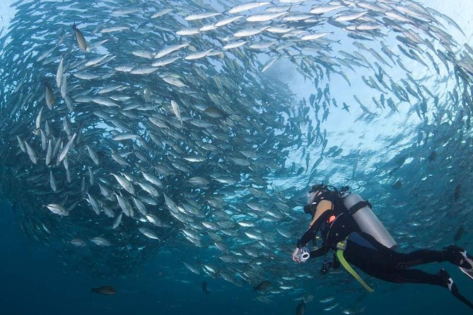 Tulamben Diving Tour Shipwreck USS Bali - USS Liberty at Tulamben: what makes this shipwreck outing worth your time