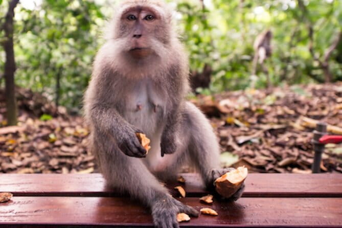 Ubud 1 Day Tour (Private & All-Inclusive) - Key things to know before you go