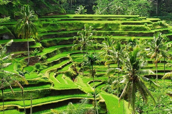 Ubud 1 Day Tour (Private & All-Inclusive) - Tirta Empul Temple: Watching the Sacred Purification Ritual