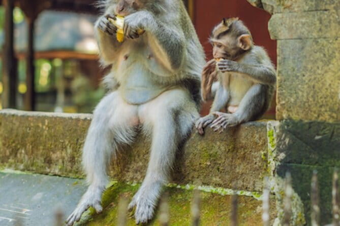 Ubud 1 Day Tour (Private & All-Inclusive) - Tegenungan Waterfall: Photos, Cooling Water, and Time Budget