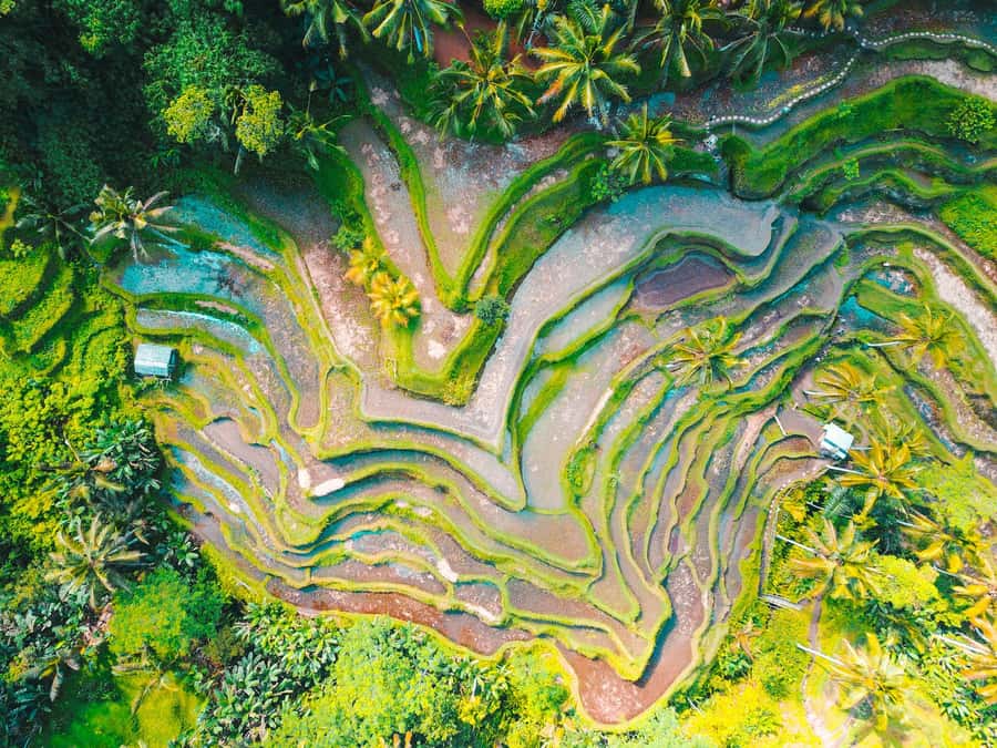 Ubud 3-in-1: Swing, Zipline & SkyBike Adventure - U Fun Field: the 3-in-1 experience over Ubud