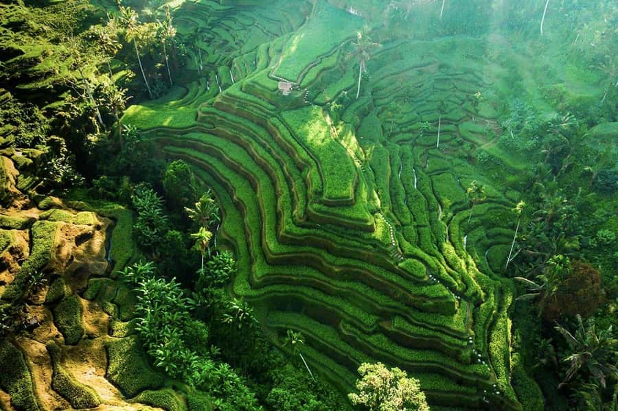 Ubud 3-in-1: Swing, Zipline & SkyBike Adventure - Pickup, private transport, and the route that saves time
